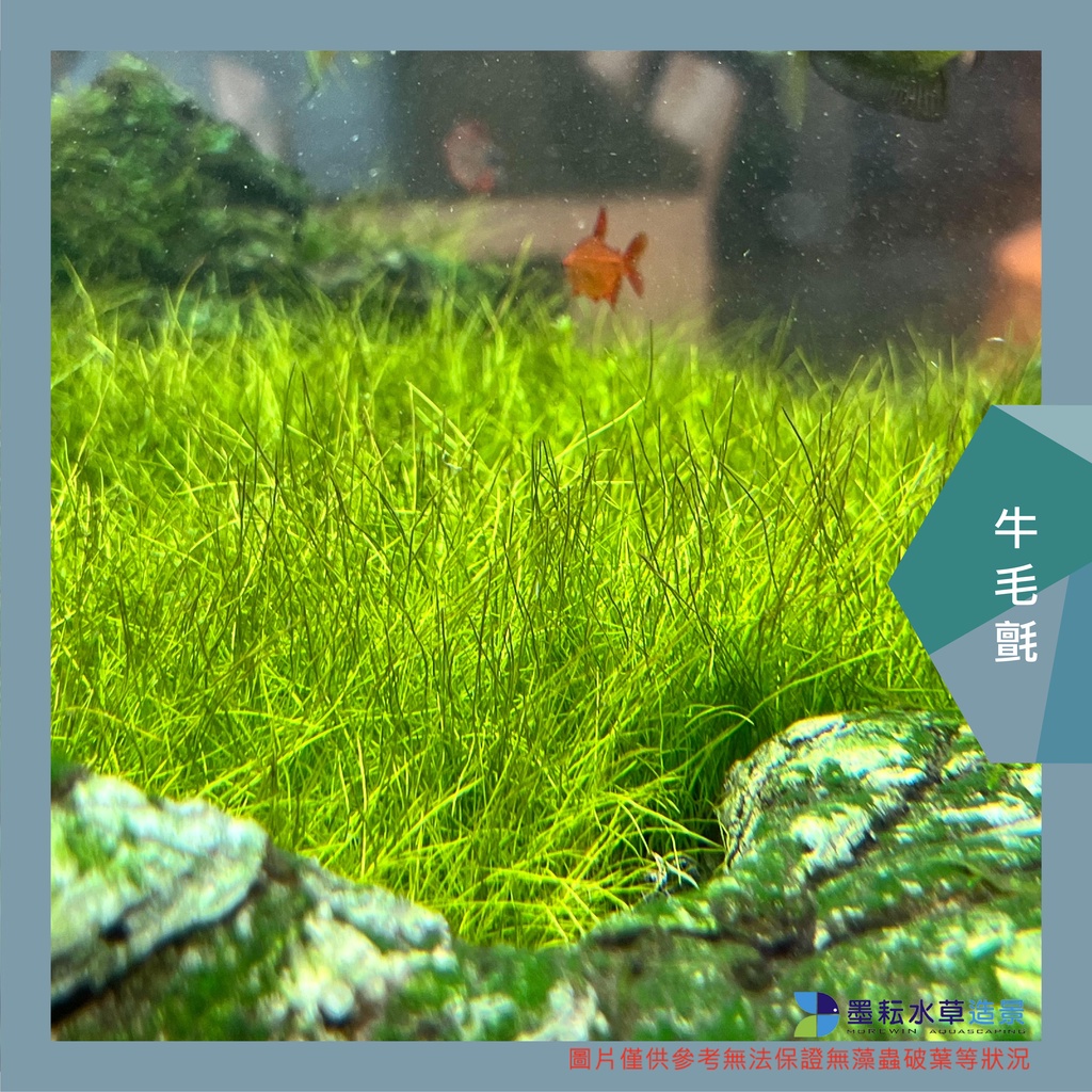 墨耘水草 牛毛氈8 8cm 1片 80元 1盒17 10cm 1盒 0 蝦皮購物
