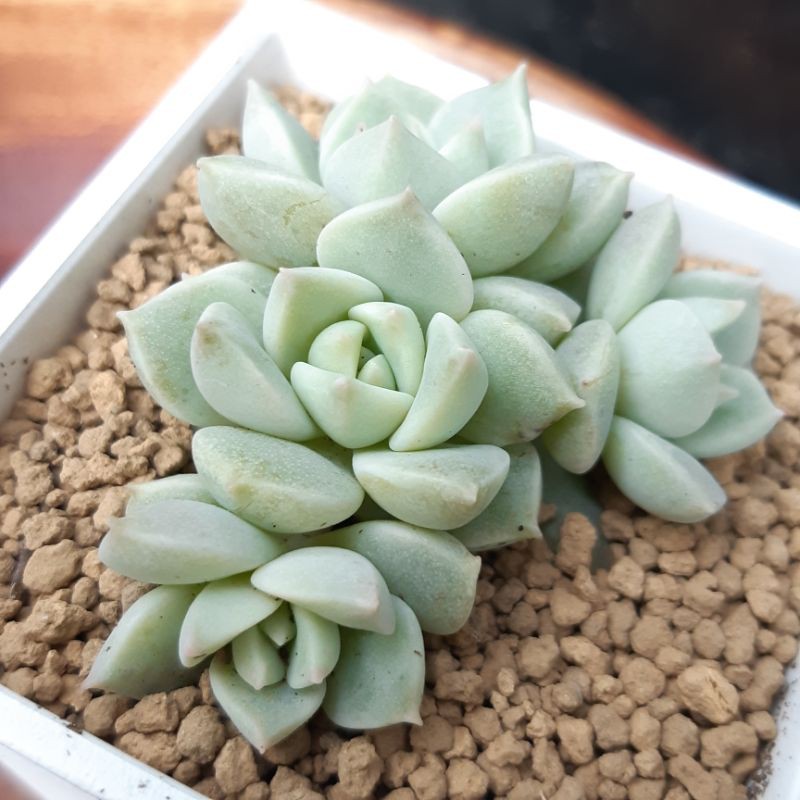拂雲多肉植物 白牡丹三吋盆穩根含盆寄送 蝦皮購物