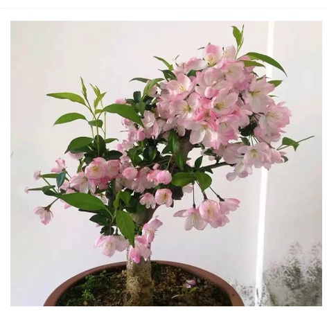 台灣現貨  超低價 日本矮微型櫻花種子 四季開花 花卉盆栽白色粉色櫻花 種子