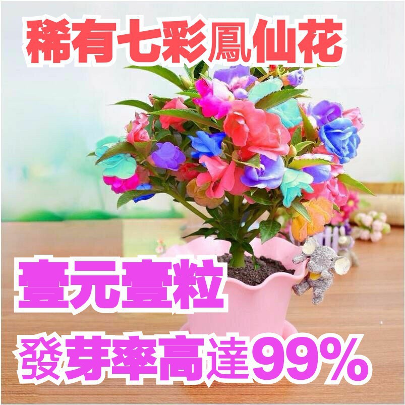 全場滿499免運 稀有七彩鳳仙花種子壹元壹粒四季播種易活限時特價 蝦皮購物