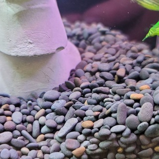 水草石 優惠推薦 22年2月 蝦皮購物台灣