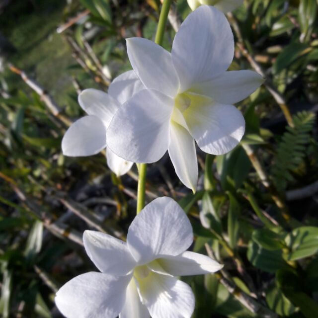 秋石斛蘭(白色花色）