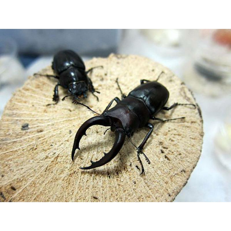 下殺$30一隻【Ksa甲蟲坊】高砂鋸鍬形蟲幼蟲可動模型 L1~L2 出清便宜賣 圖片來源：黑貓老師
