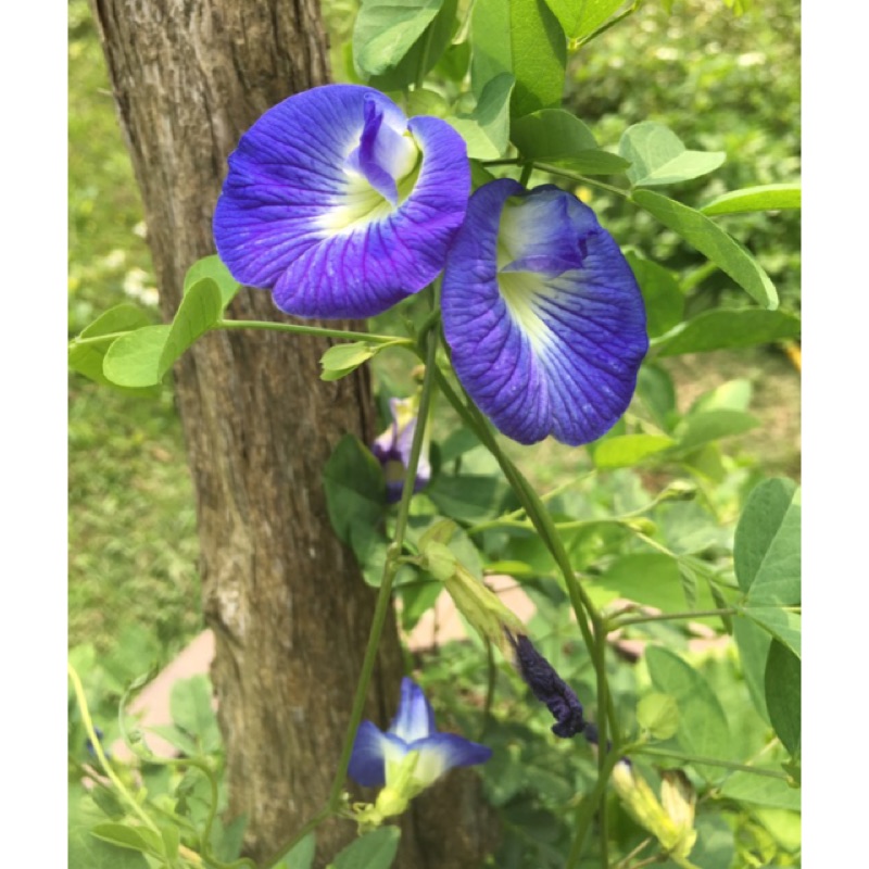 築湘手作 單瓣蝶豆花種子自然農法栽種無農藥新鮮剛採收發芽率超高25顆裝 蝦皮購物