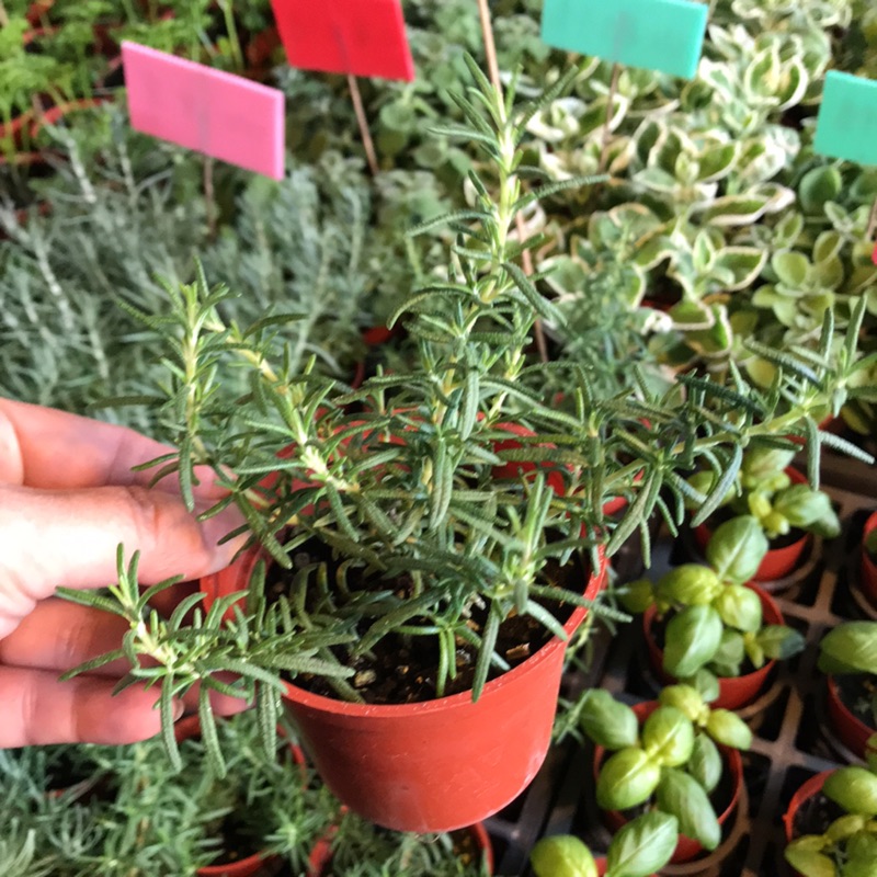 藍小孩迷迭香 Ptt Dcard討論與高評價網拍商品 21年9月 飛比價格