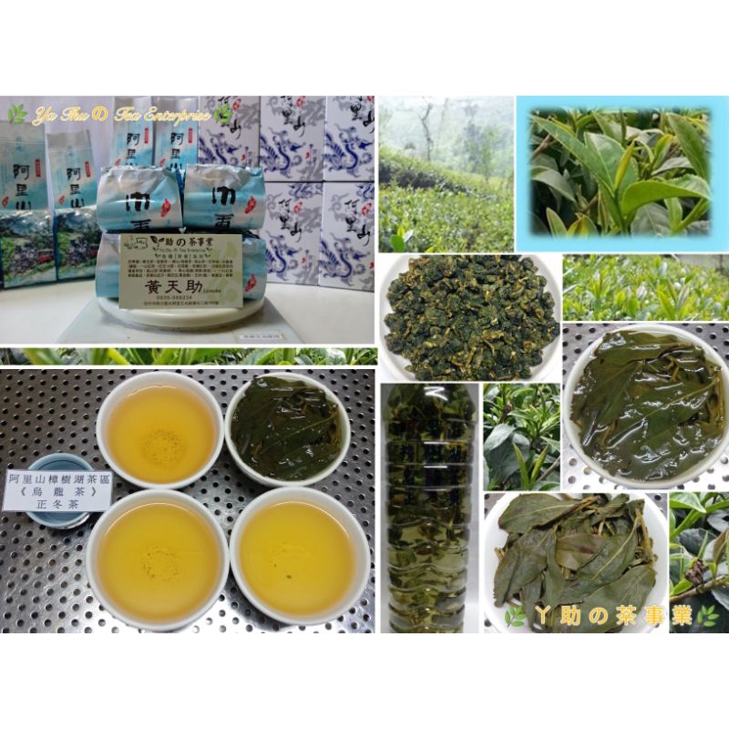 阿里山樟樹湖茶區（烏龍茶）正冬茶 🌿 青心烏龍 🌿 阿里山烏龍茶 🌿 樟樹湖烏龍茶 🌿 高山茶 🌿 茶葉 🌿