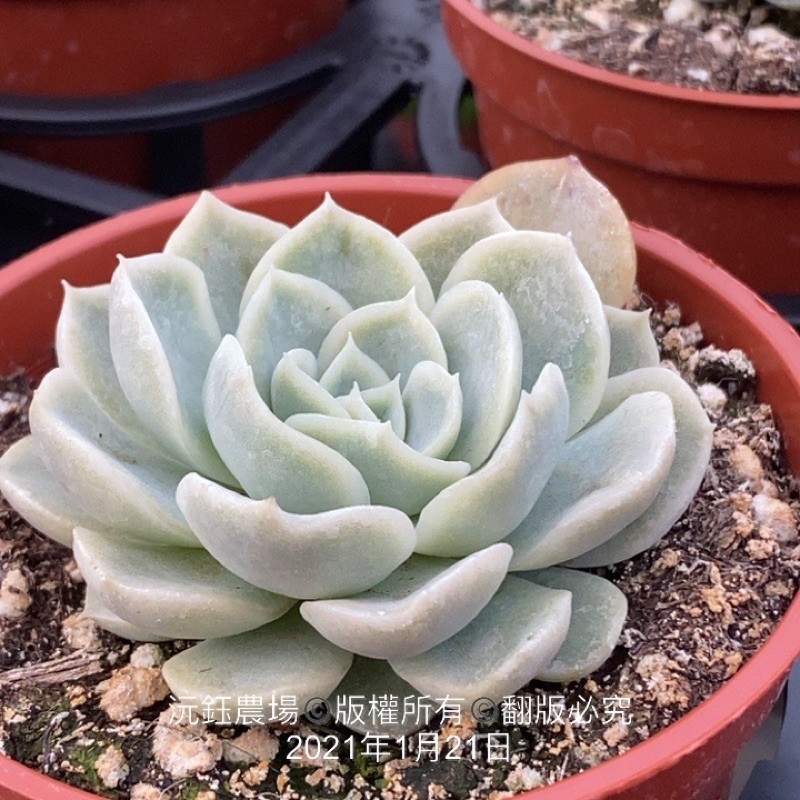 沅鈺農場多肉植物墨西哥雪球 蝦皮購物