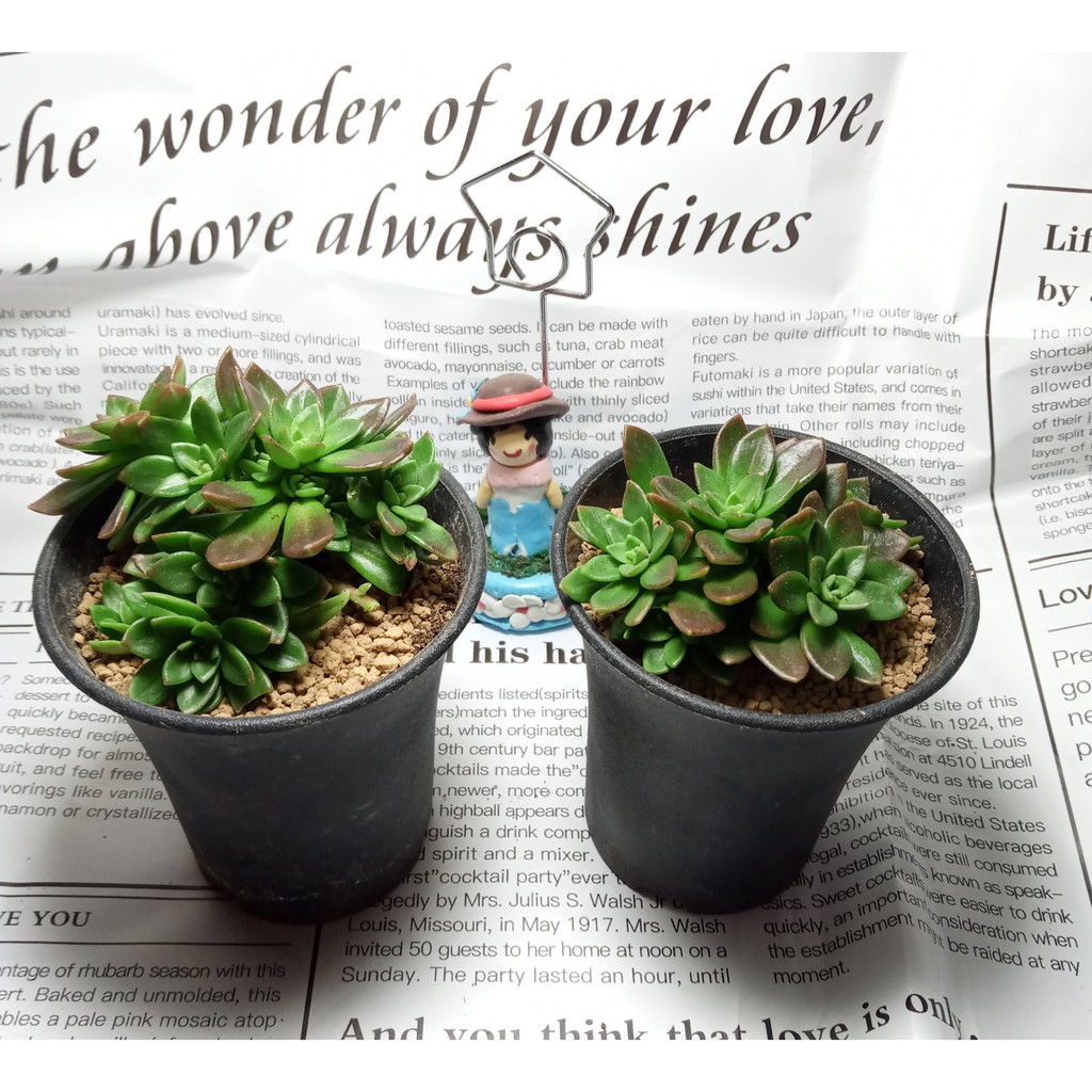 多肉植物 玫瑰景天 2吋盆 高盆含盆土 葉片日照會變紅 好照顧 全館購物不含運費滿199元才出貨 蝦皮購物