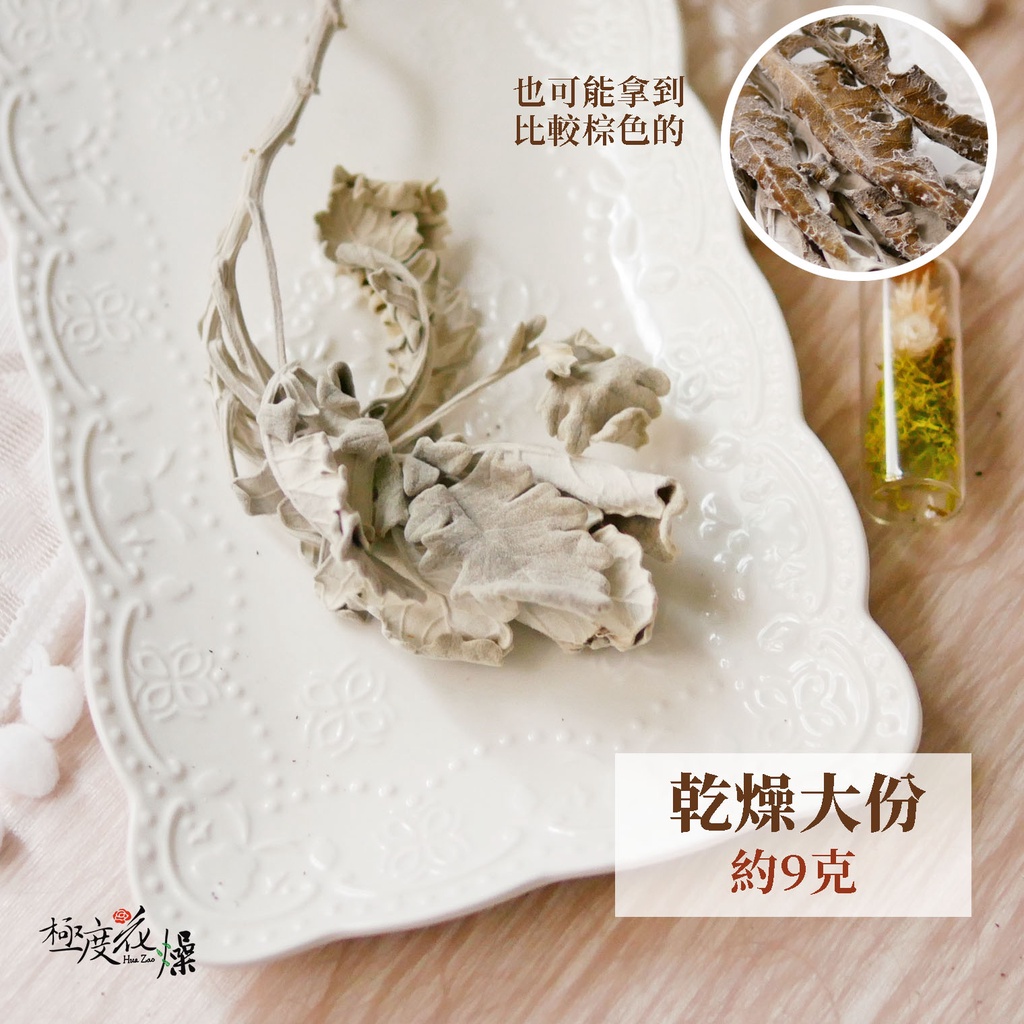 銀葉菊現貨 極度花燥 雪葉菊白妙菊銀色瓜葉菊銀葉菊不凋花永生花乾燥花花材葉材聖誕節 蝦皮購物