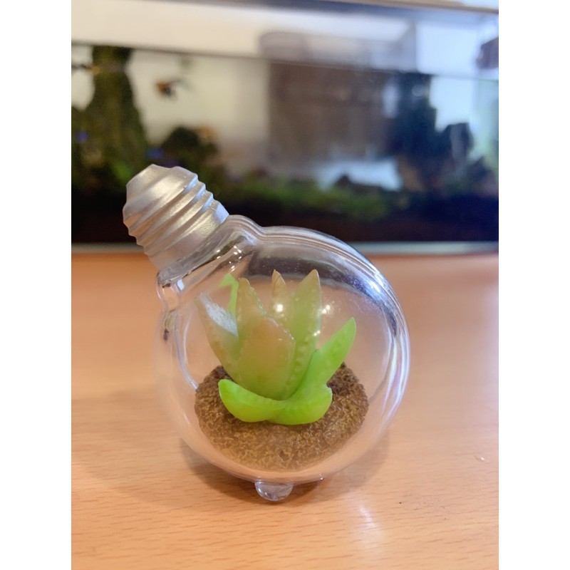 二手扭蛋 多肉植物豆電球超療癒燈泡盆栽 蝦皮購物