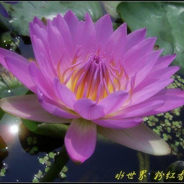 水世界蓮花 熱帶系香水蓮粉紅色帶花成株 蝦皮購物