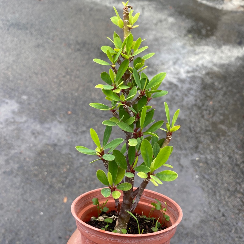 無刺麒麟花 Euphorbia Geroldii 蝦皮購物