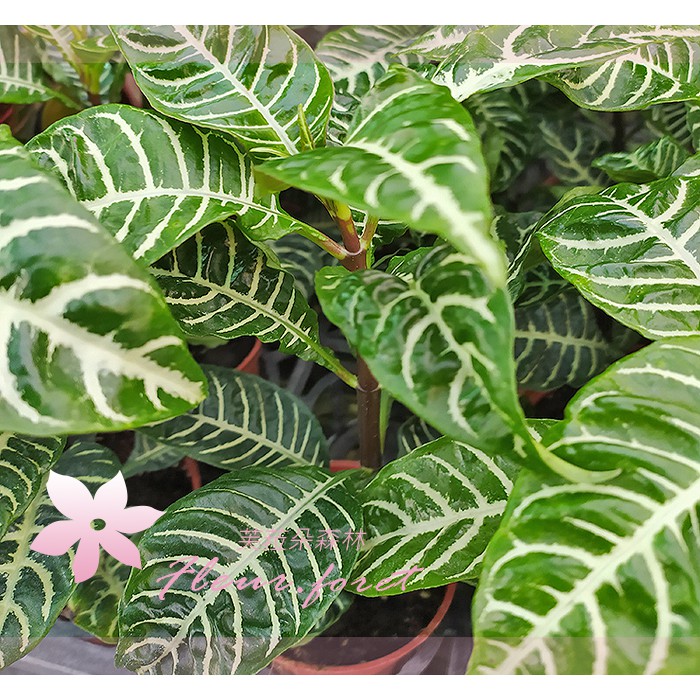 芙菈朵森林 園藝館銀脈單藥單藥花3吋盆觀花植物季節花卉 蝦皮購物
