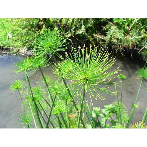 水耕植栽 日本紙沙草有根多梗一份 療癒商品 簡約擺設 好種植 蝦皮購物