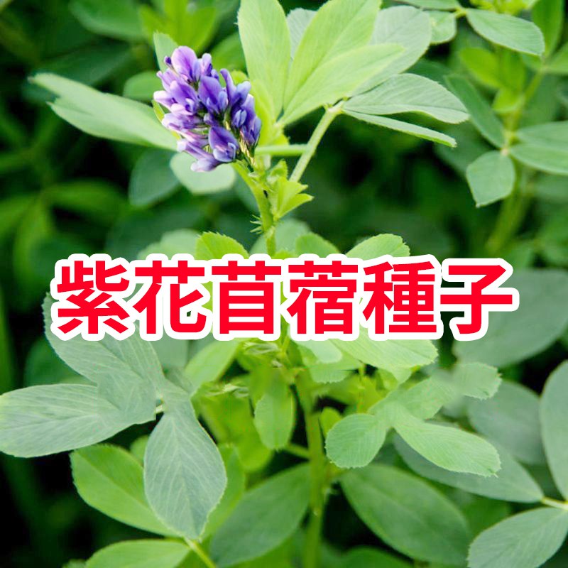安安 專賣店 紫花苜蓿種子多年生四季養殖牧草苜蓿草 蝦皮購物