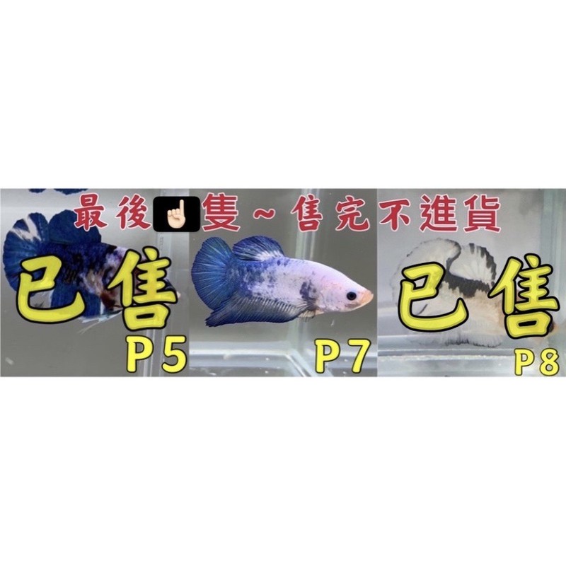 🐟鬥魚/泰國進口展示鬥魚（PK鬥魚）