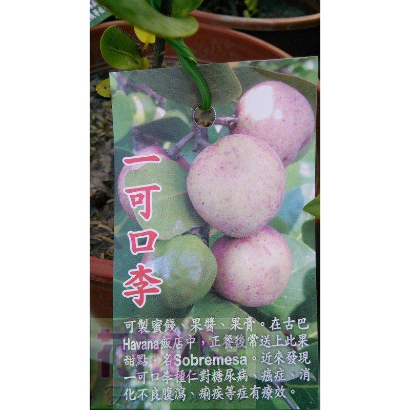 水果苗  一可口李  5吋盆高30-50cm可製蜜餞【花花世界玫瑰園】