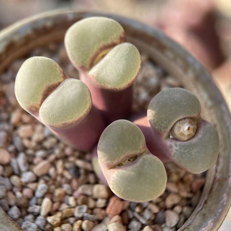 The Eye Of Angnis風鈴玉多肉植物肉錐番杏石頭玉 蝦皮購物