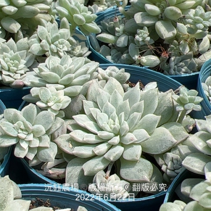 送料無料をお楽しみください 多肉 植物 5トレー分 リトープス200個 詰め合わせ - ghanaisgood.com 送料無料をお楽しみください 多肉 植物 5トレー分 リトープス200個 詰め合わせ - ghanaisgood.com
