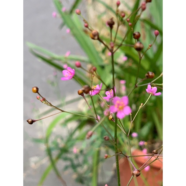 🌸土人蔘 假人蔘 野人蔘 土高麗參 蔘阿菜 枝條 扦插 超超超好種