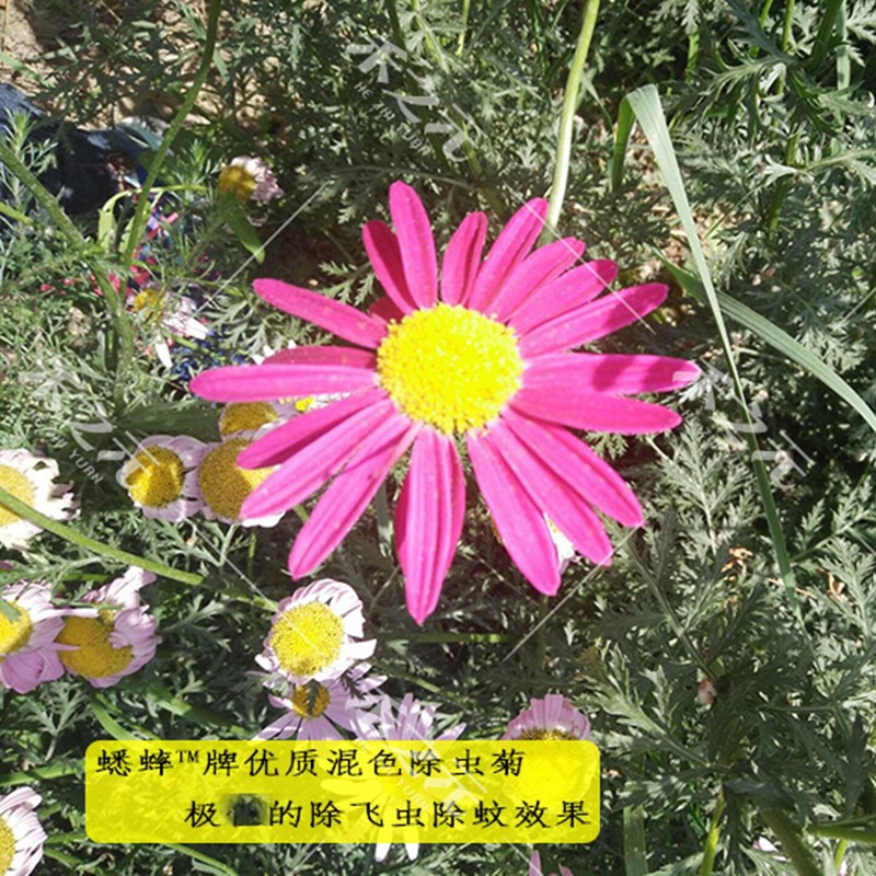 蟋蟀牌除蟲驅蚊的驅蚊草除蟲菊花種子種籽四季可栽培盆栽花卉陽臺 蝦皮購物