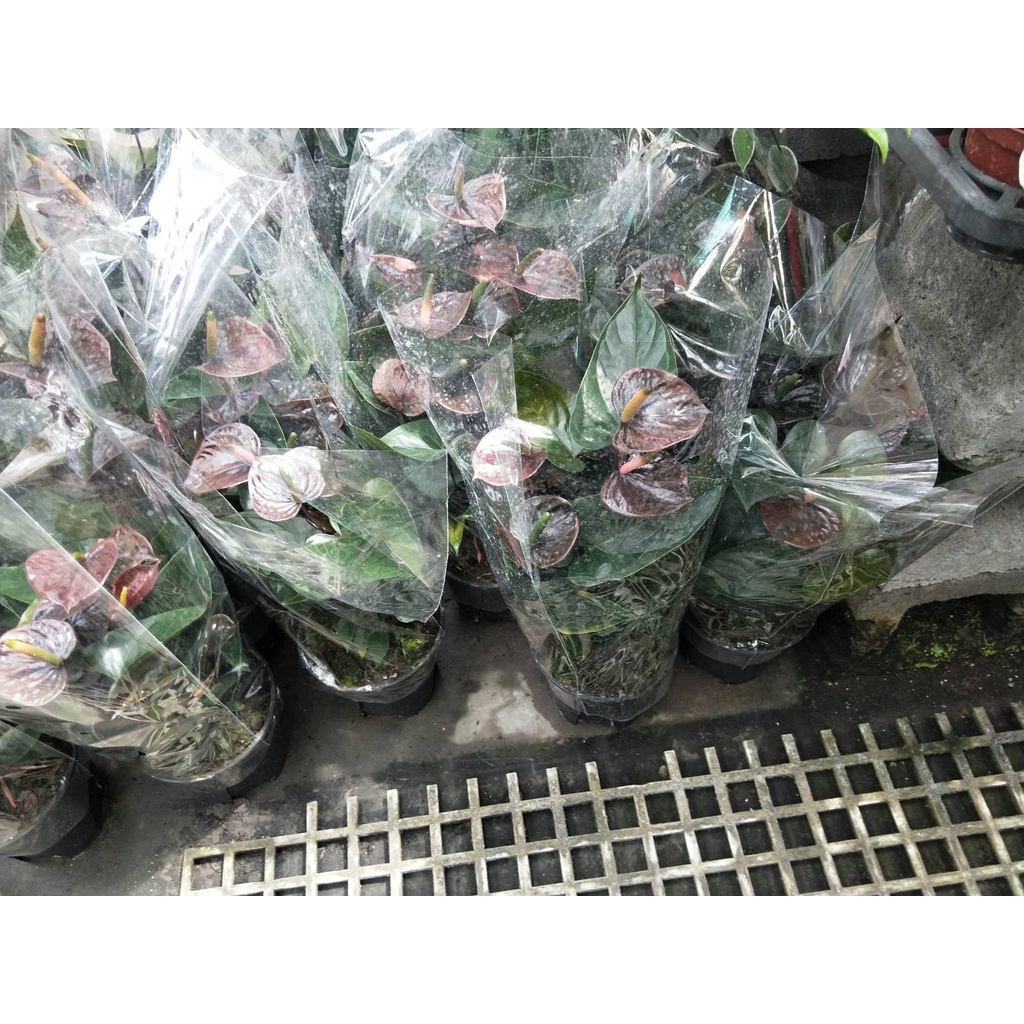 ☈綠玫☈觀葉植物☈焦糖可可火鶴花☈5/6吋盆☈