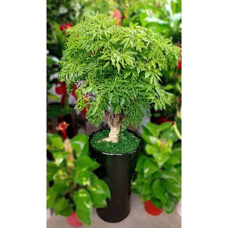 富貴樹中大型落地盆栽(福祿桐)-心福花坊