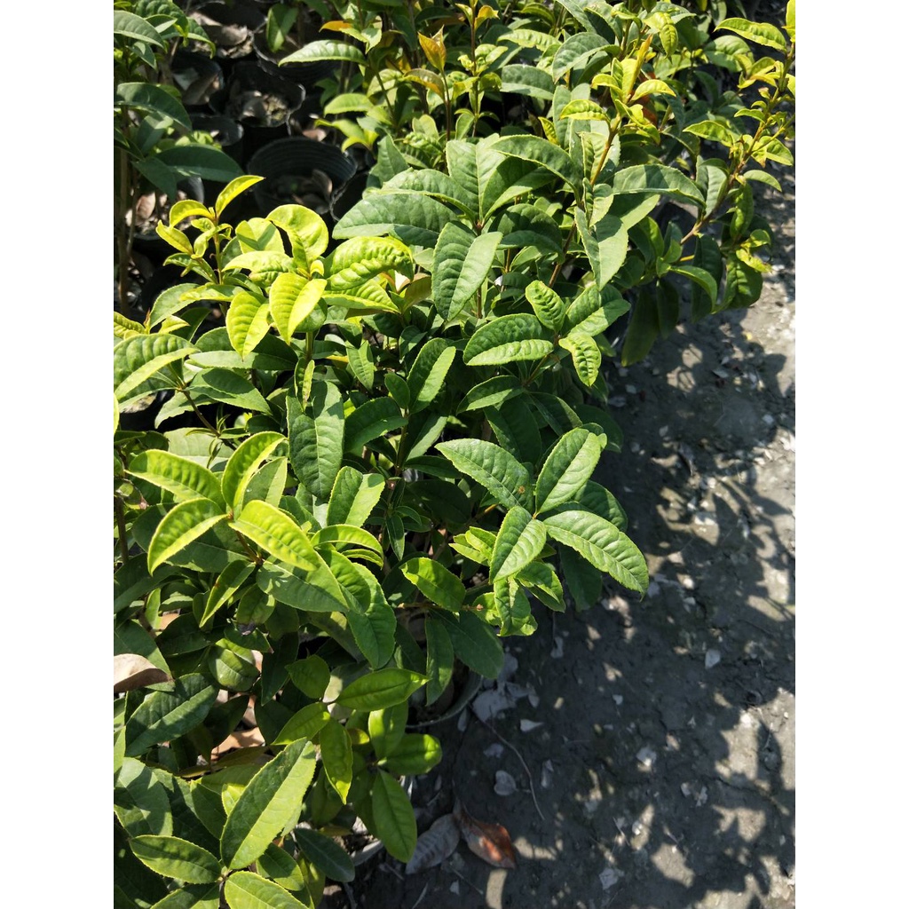 ☈綠玫☈灌木植物☈四季桂花苗(1組10盆)☈3.5吋黑軟盆☈