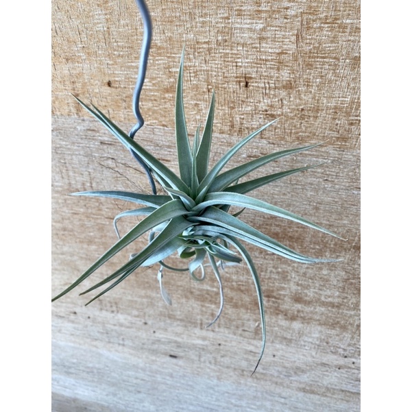 空氣鳳梨 麥肯士交種 T. micans hybrid 折葉”偽鵝” 4側芽