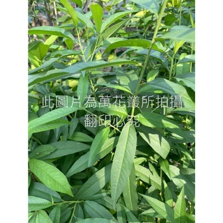 ☆萬花叢★水果苗【土桃苗】★4吋黑軟盆★20-50cm☆