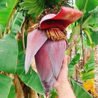 香蕉花 優惠推薦 23年1月 蝦皮購物台灣