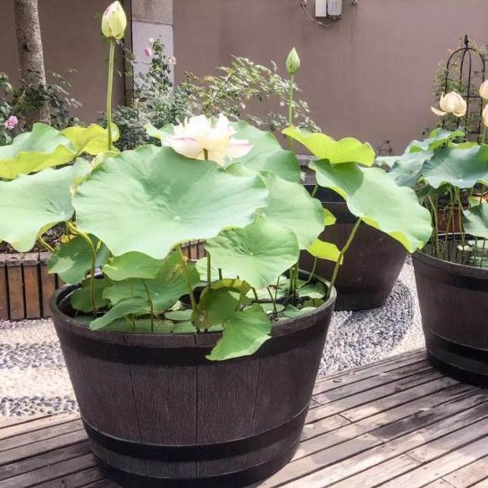 台灣 現貨 速發 樹脂花盆仿木紋木桶盆超大56 63公分木桶種樹睡蓮荷花盆 蝦皮購物