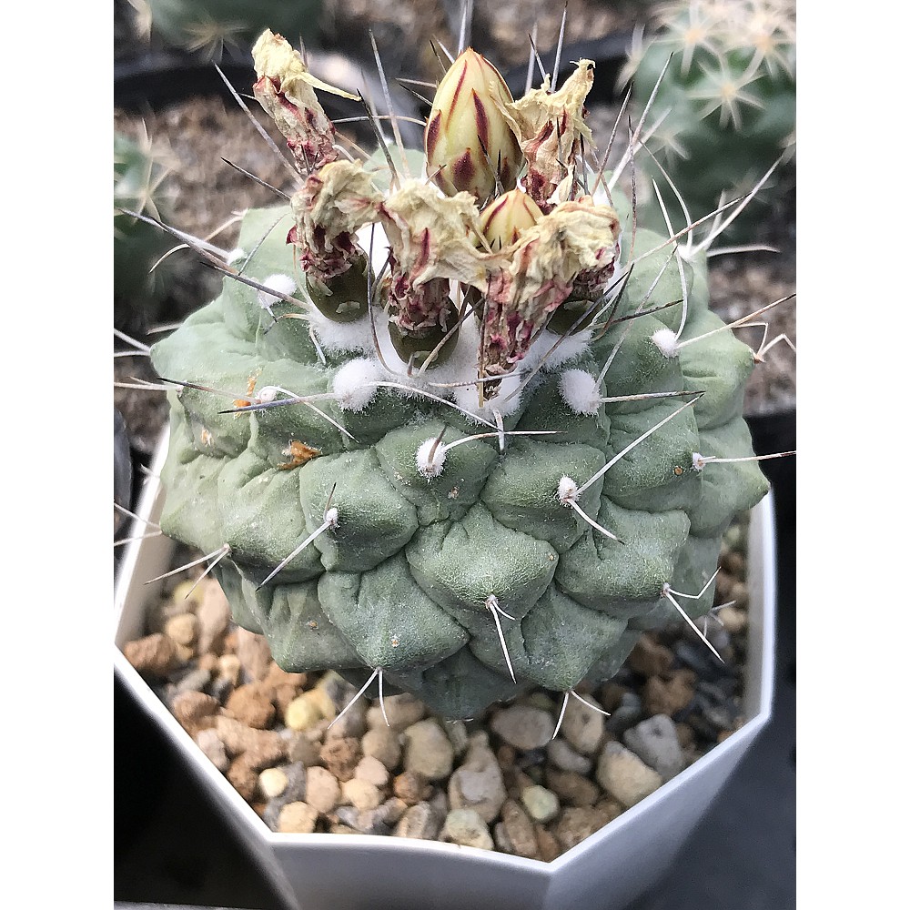 新鮮仙人掌種子多肉植物 菊水 蝦皮購物