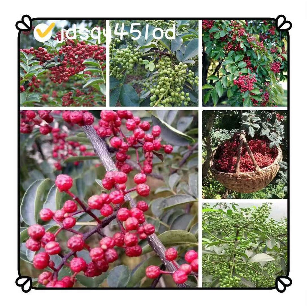 花椒種子大紅袍花椒種子山椒紅椒麻椒川花椒樹刺籬笆蔬菜 蝦皮購物