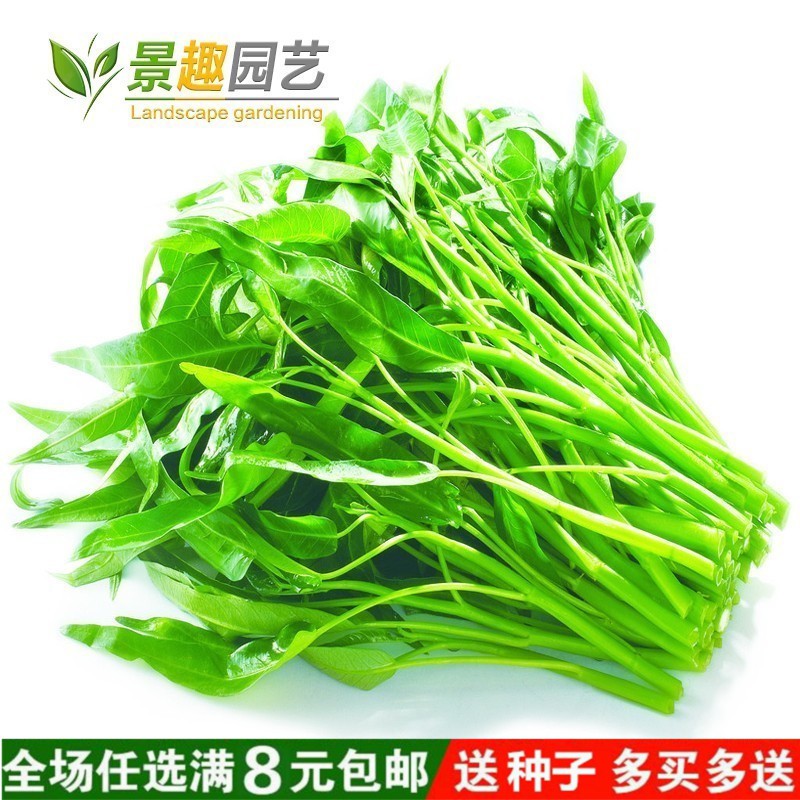 庭院陽臺柳葉空心菜種子大葉空心菜周期短栽培容易四季播 蝦皮購物