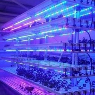 【偉旭日光生活館】 LED T5植物燈 3呎 藍色 日光燈管 藍(450m):紅(660nm)=5:1 植物燈 水族燈
