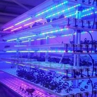 【偉旭日光生活館】 LED T5 2呎 藍色 植物燈 日光燈管 藍(450m):紅(660nm)=5:1 水族燈