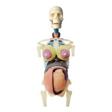 *-翔寶玩具屋-*  ㊣4D PUZZLE 人體解剖系列 (透視懷孕模型-小型) 立體益智模型拼圖 #26069