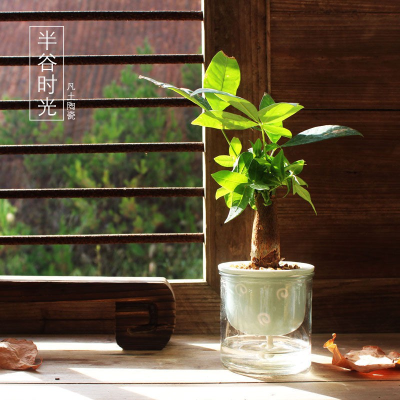 玻璃瓶植物盆栽 Ptt Dcard討論與高評價網拍商品 21年8月 飛比價格