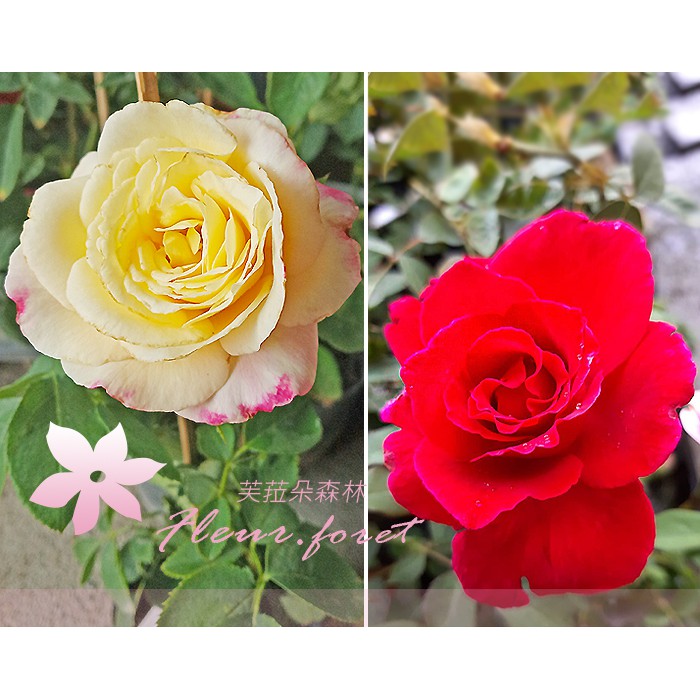 芙菈朵森林 園藝館蜜妮甜蜜雙喜玫瑰苗2吋盆食用玫瑰無刺玫瑰玫瑰花苗 蝦皮購物