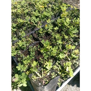 蔓花生 比價撿便宜 優惠與推薦 22年7月