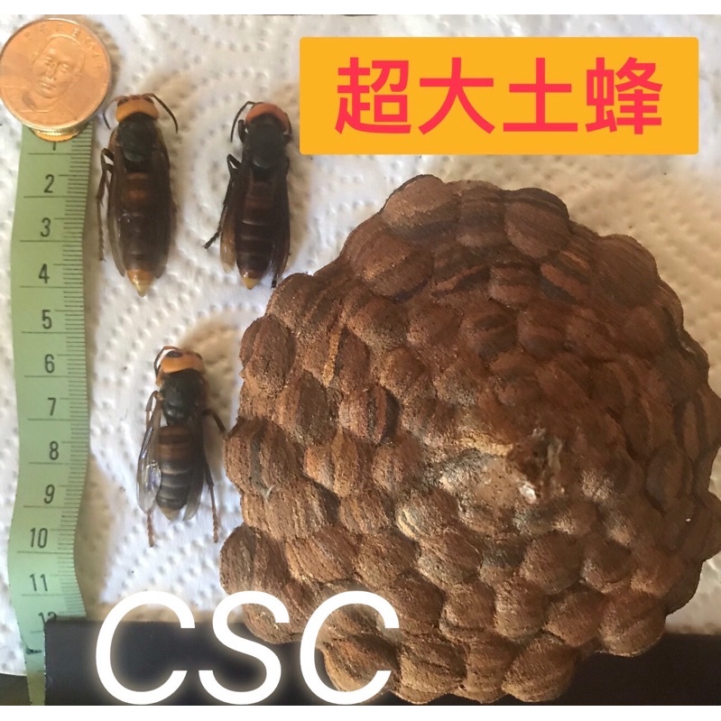 臺灣大虎蜂蜂蛹（土蜂）、乾蜂、入神用、標本