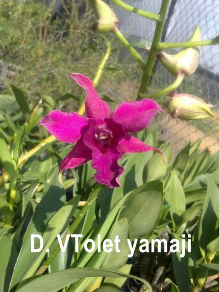 【上賓蘭園】石斛蘭 D. VTolet yamaji 賣植株