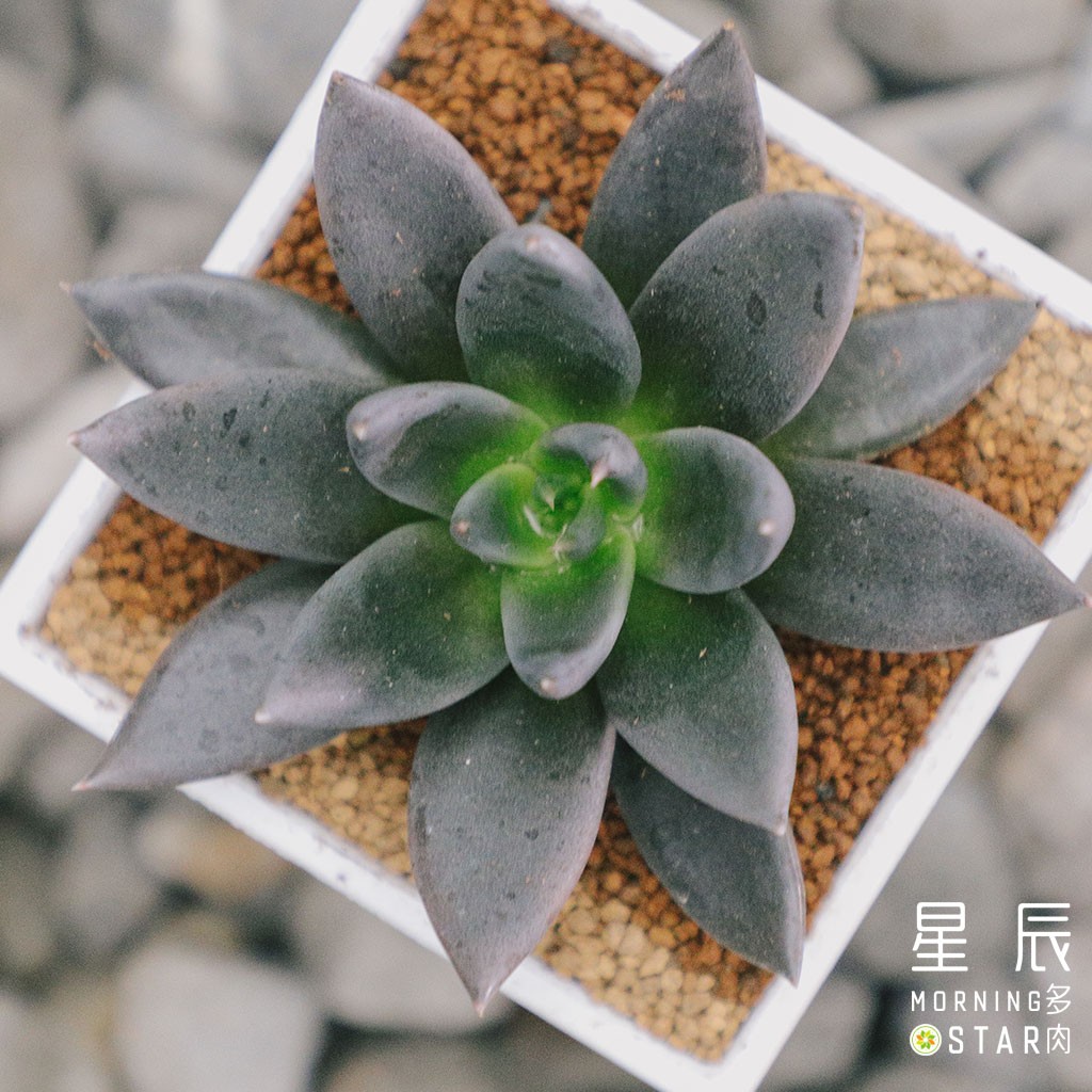 星辰多肉 黑騎士三吋穩根連盆寄送 蝦皮購物