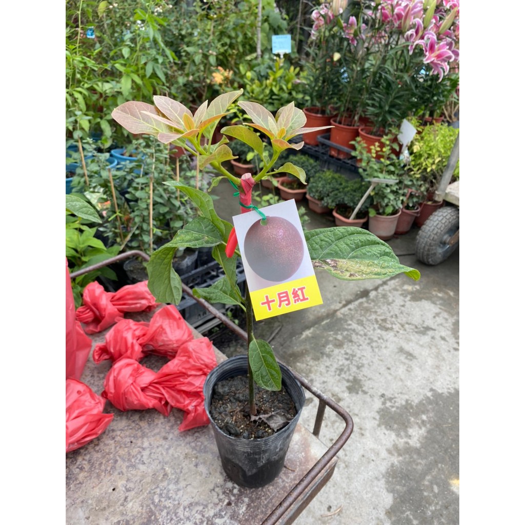 十月紅酪梨的價格推薦 21年9月 比價比個夠biggo