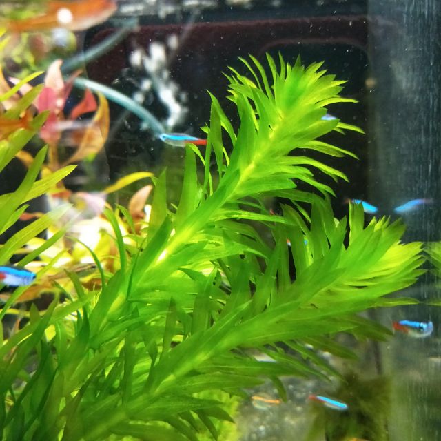 水蘊草1株 4元買10送3株中景草後景草陰性水草入門級初學者耐熱不需co2 一般級水族 蝦皮購物