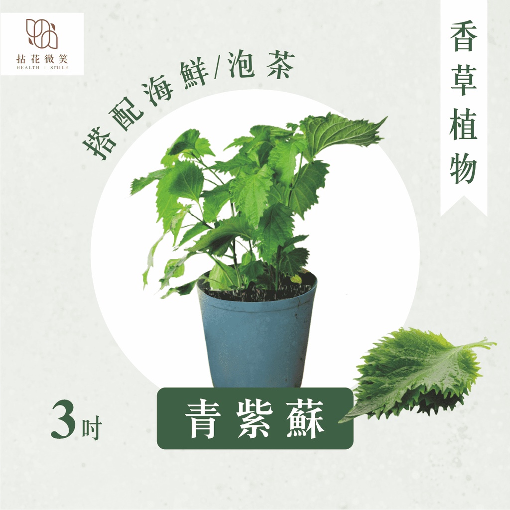 拈花微笑 青紫蘇 3吋 香草植物 食用植物 調味料 泡茶飲用 沙拉 甜點 藥用 精油 觀賞 蝦皮購物