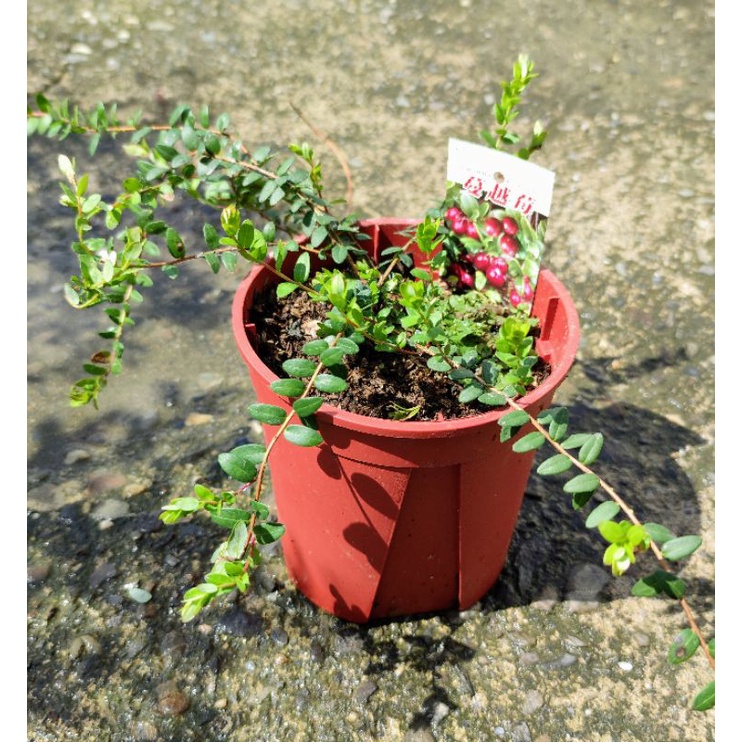 蔓越莓盆栽的價格推薦 22年5月 比價比個夠biggo