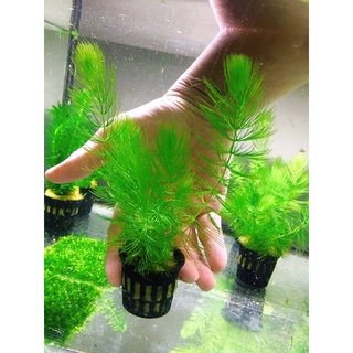 沅均水族 水蘊草水草 蝦皮購物