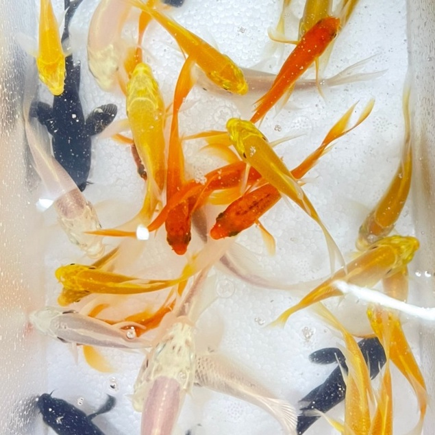 宗信水族 白金蝴蝶龍鯉 黃金蝴蝶龍鯉 火焰蝴蝶龍鯉 黑蝴蝶龍鯉 德系火焰蝴蝶龍鯉 德系黃金蝴蝶龍鯉 沉底上浮飼料